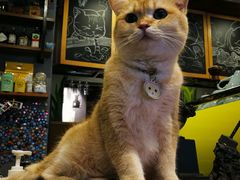 -咖法森林·咖啡  酒吧(天河店)