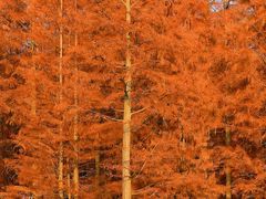 -白鹭湾湿地公园