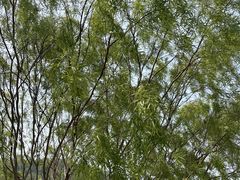 -东莞植物园