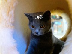 -藏猫猫咖啡主题馆(中央大道店)