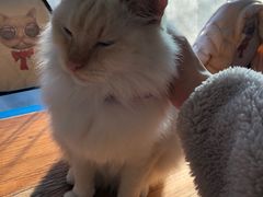 -猫小院猫主题咖啡厅(北锣店)