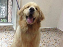 -多乐狗狗宠物训练工作室