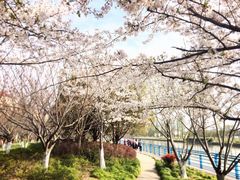 -高东镇樱花园