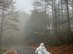 -四明山国家森林公园