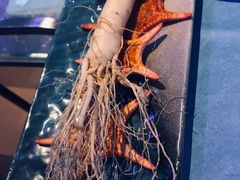 -千岛蚝高压锅生蚝·人参火锅(白云万达店)