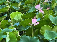 -荔湾湖公园
