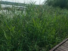 -西青郊野公园
