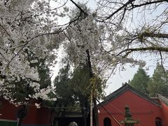 -洛阳白马寺