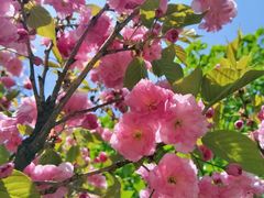 -长白岛森林公园