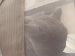 -瑞派福兴宠物医院犬猫全科·骨科·中西医结合(河东店)