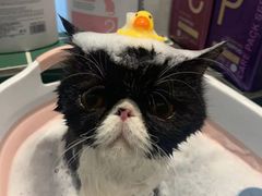 -山宅一喵德文卷毛猫舍