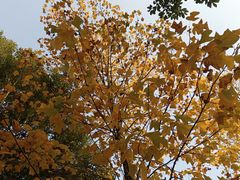 -重庆中央公园(渝北区)