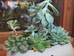-节节香.成都非遗肥肠粉(总店)