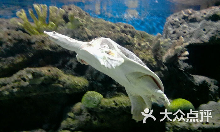 蠡湖中央公园海底世界图片 - 第1150张