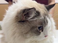 -瑞派康怡24h宠物医院·犬猫医疗中心·微创绝育(瑞景分院)