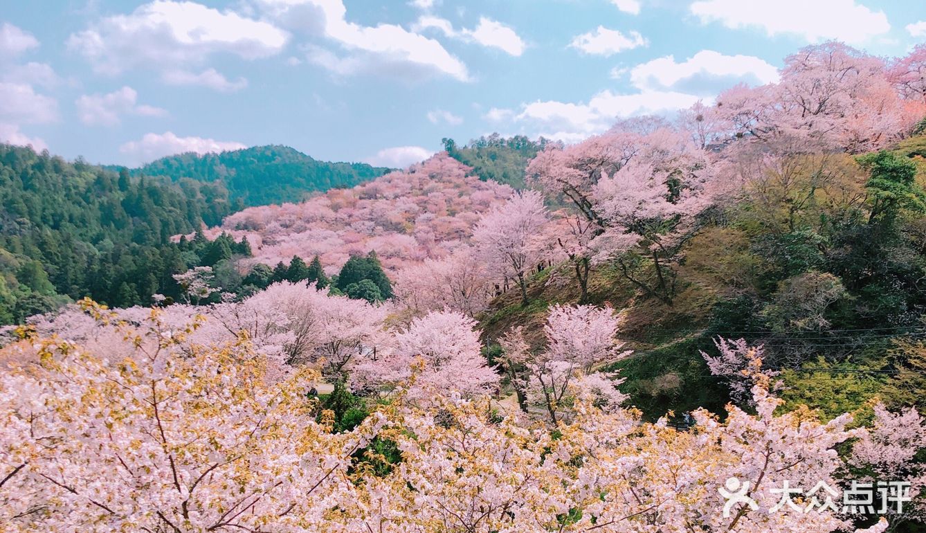 吉野山春日櫻花