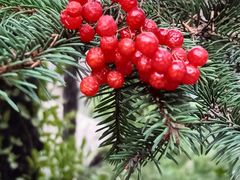 -九如山休闲旅游度假区