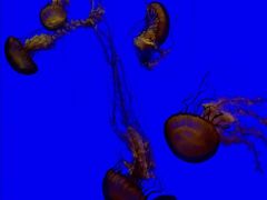 -上海海洋水族馆