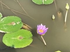 -大湾区中央湿地公园