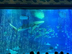 -烟台海昌鲸鲨海洋公园