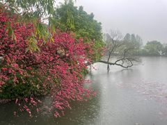 -西湖游船