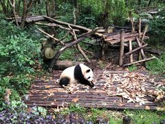 -成都保利公园皇冠假日酒店(熊猫基地店)