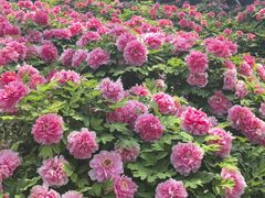 -洛阳市隋唐城遗址植物园