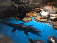 -多彩贵州城极地海洋世界