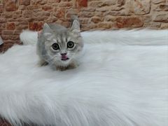 -1013 PET SHOP精品宠物商店(丁香店)