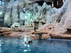 -帝企鹅自助餐厅•儿童岛•真企鹅(长隆企鹅酒店)