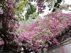 -深圳国际园林花卉博览园