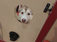 -和它·交个朋友·狗咖猫咖(爱琴海店)