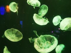 -太平洋海底世界博览馆·展览厅