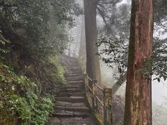 -天目山大树王景区