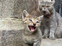 -老屋咖啡