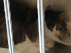 -萌兽医馆·犬猫专科·眼科中心·宠物医院(朝阳门分院)