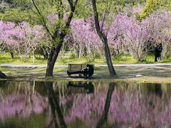 -上海共青森林公园