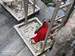 -海南槟榔谷黎苗文化旅游区