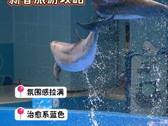 -石家庄极地海洋世界