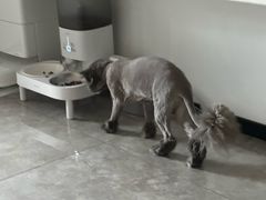 -瑞派旺宝宠物医院·犬猫全科综合·尿道专科(莲兴院)