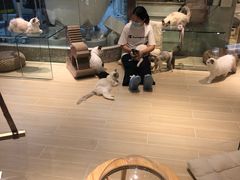 -momokira米努特·德文卷毛猫·棉花面纱犬