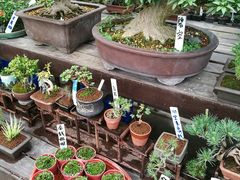 -龙大花卉苗木市场