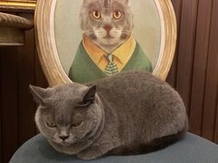 -more than meow吴止猫主题餐厅(承德 中船汇店)