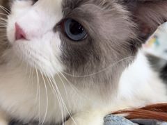 -中农大我爱我爱动物医院·核磁CT·猫病·24小时夜诊中心(石佛营店)