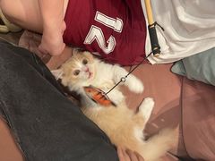-袖虎·猫馆(体育西路店)