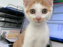 -萌兽医馆·宠物医院·猫骨科(创景店)