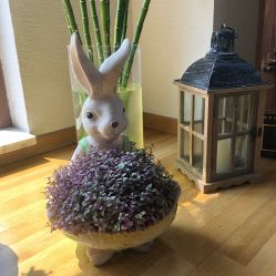 -花间禅净·瑜伽