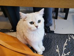 -平行世界·猫咖(首经贸店)