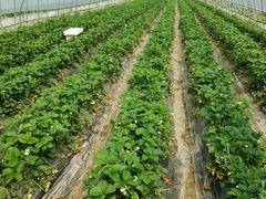 -上海多利农业发展有限公司