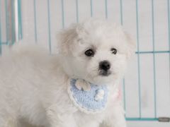 -翊宠yipet猫狗购宠庄园犬舍•猫舍